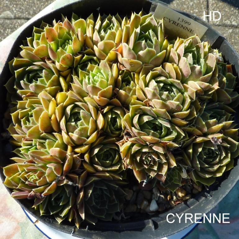 Cyrene / Jovi