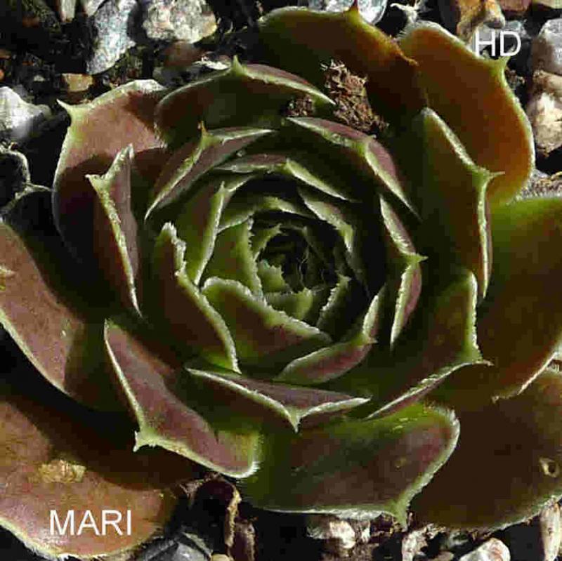 Mari / Jovi