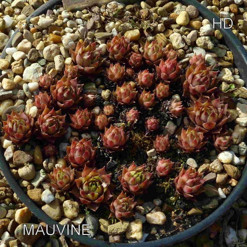 Mauvine