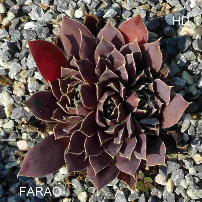 Farao / Jovi