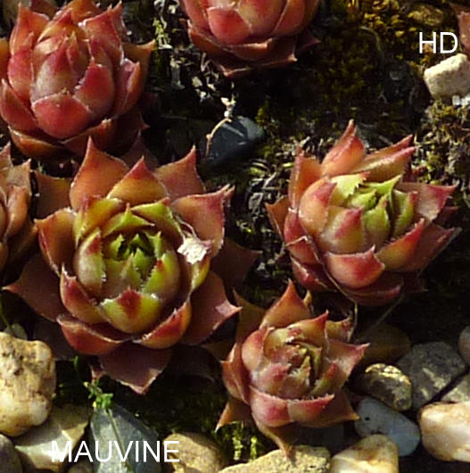 Mauvine
