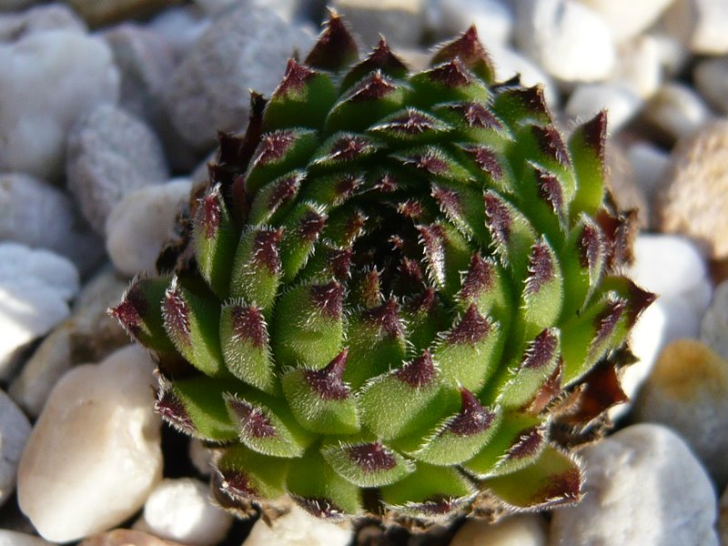 Fibonacci