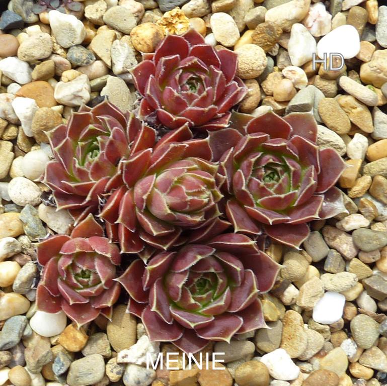 Meinie / Jovi