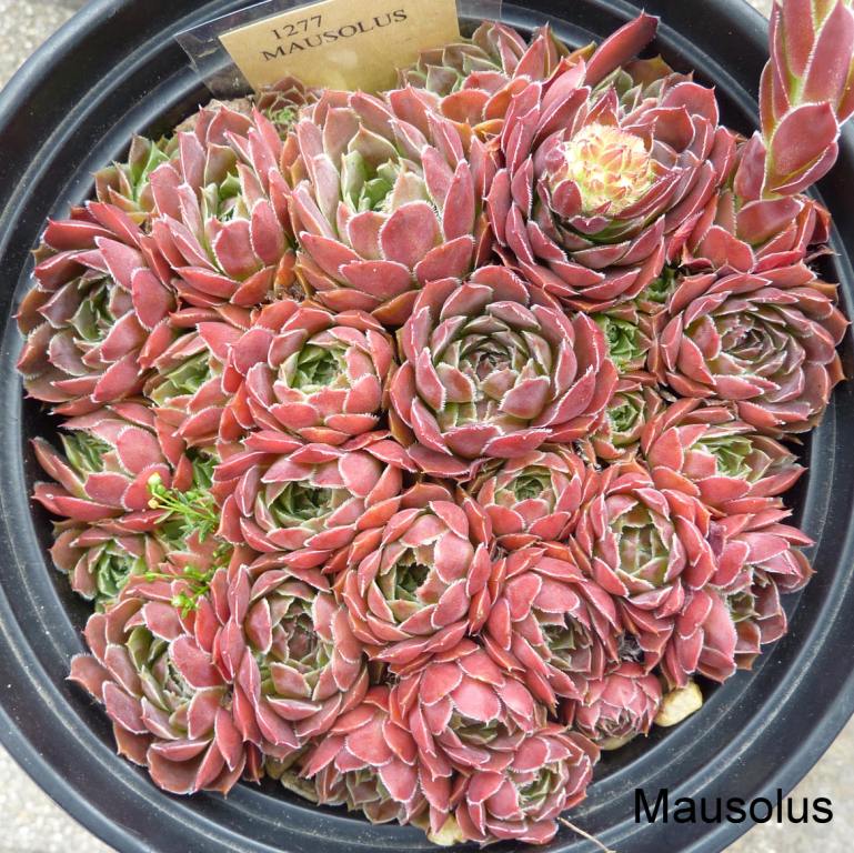 Mausolus / Jovi