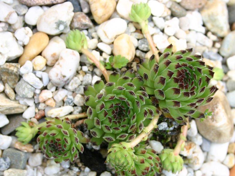 Fibonacci
