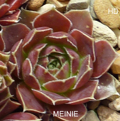 Meinie / Jovi