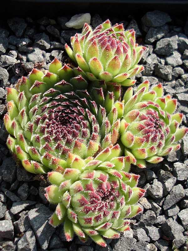 Fibonacci