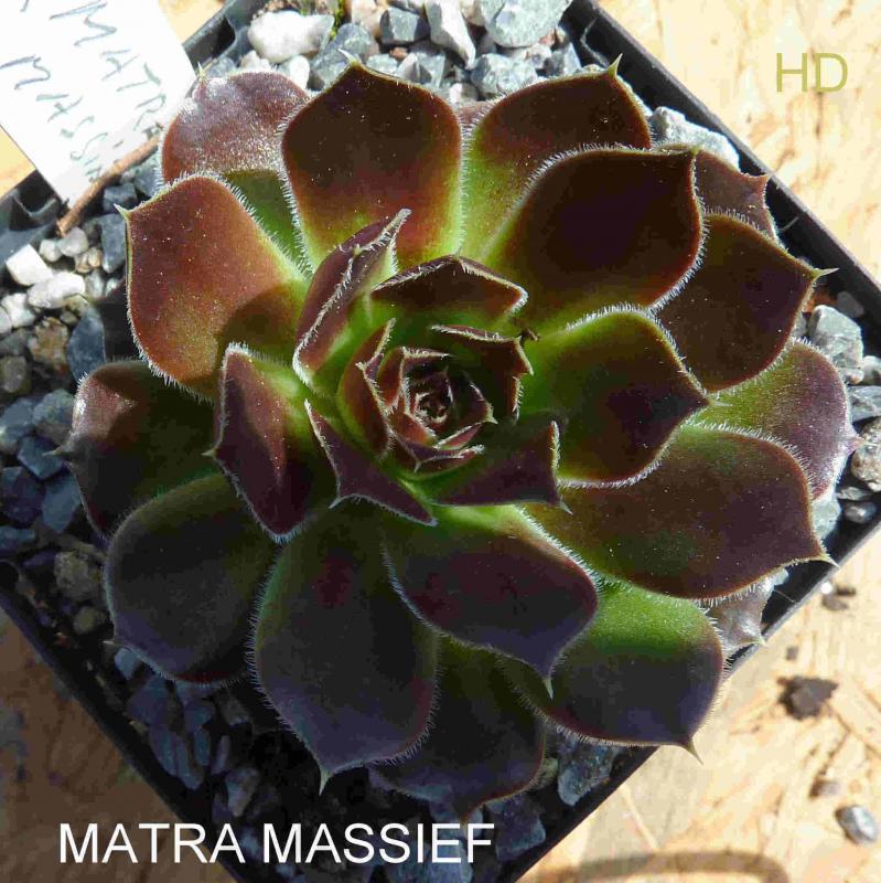 Matra Massief / Jovi