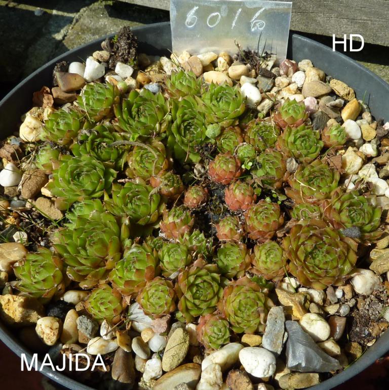 Majida