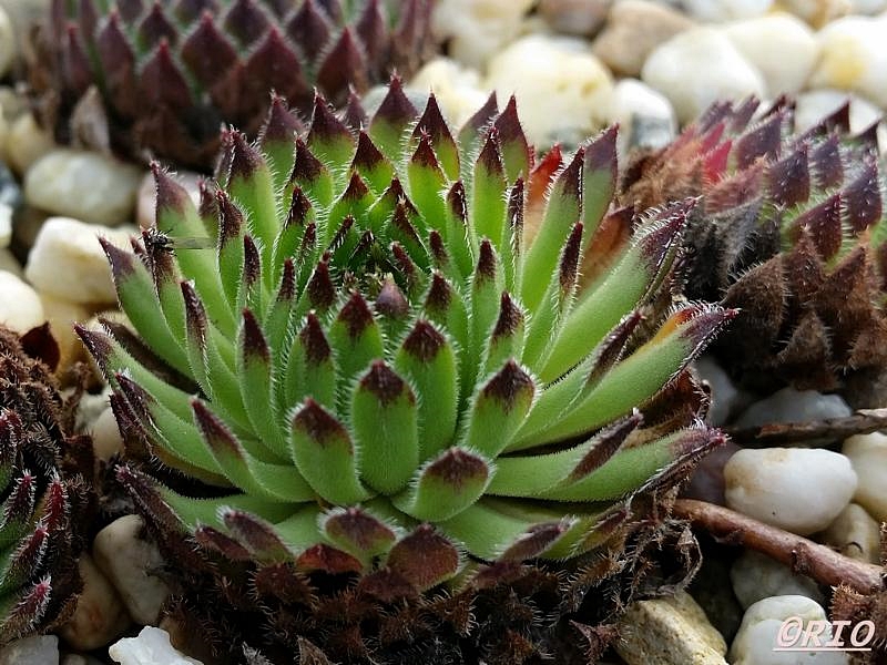 Fibonacci