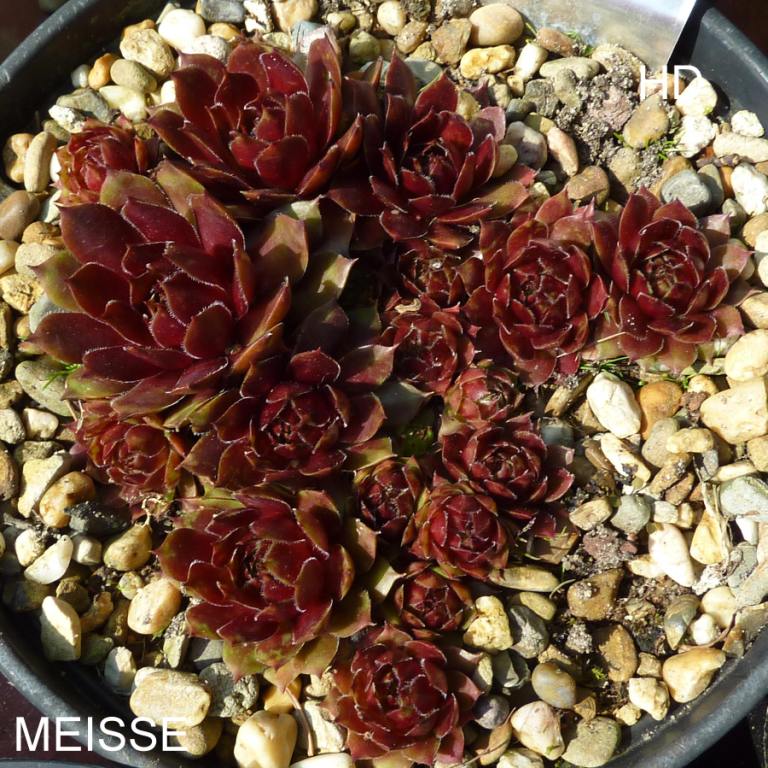 Meisse
