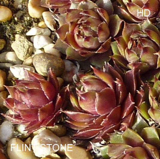 Flint Stone