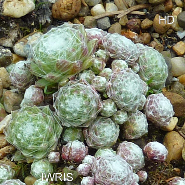 Iwris