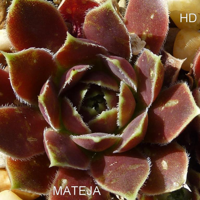 Mateja / Jovi