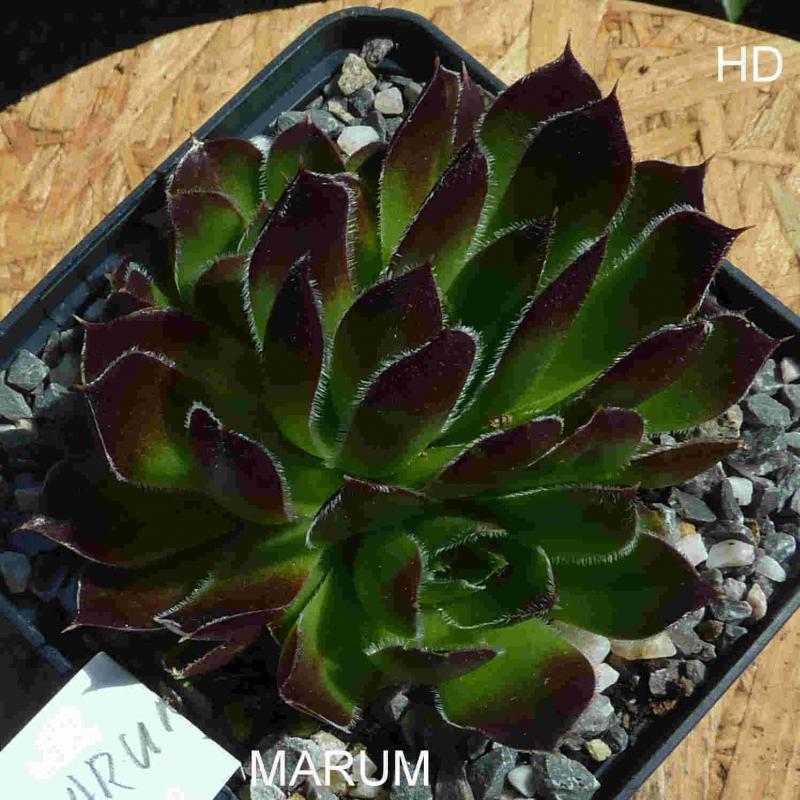 Marum / Jovi