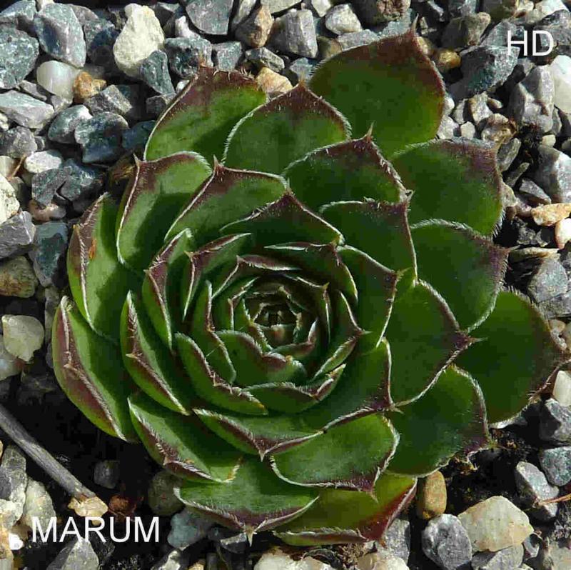 Marum / Jovi