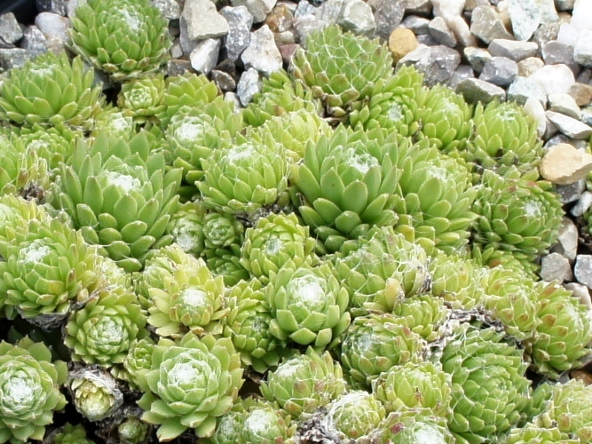 Manuro
