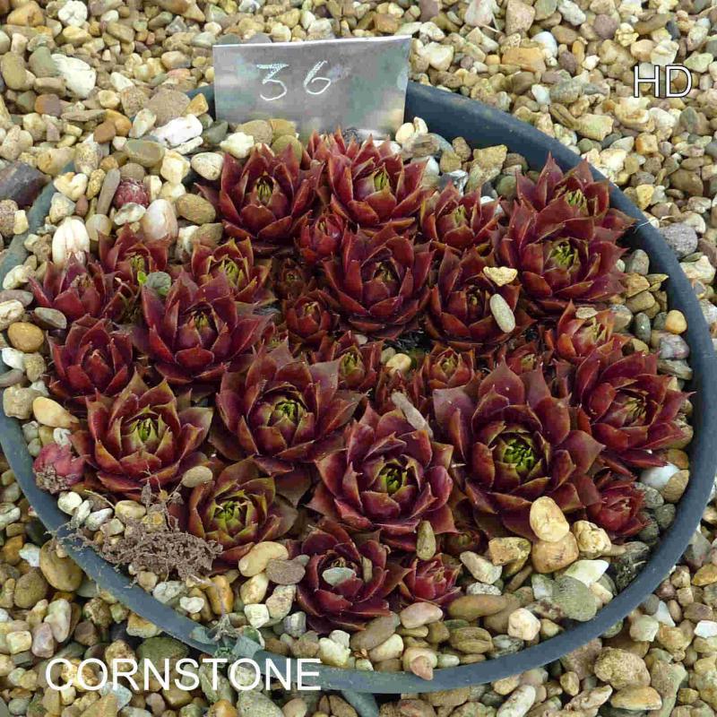 Cornstone