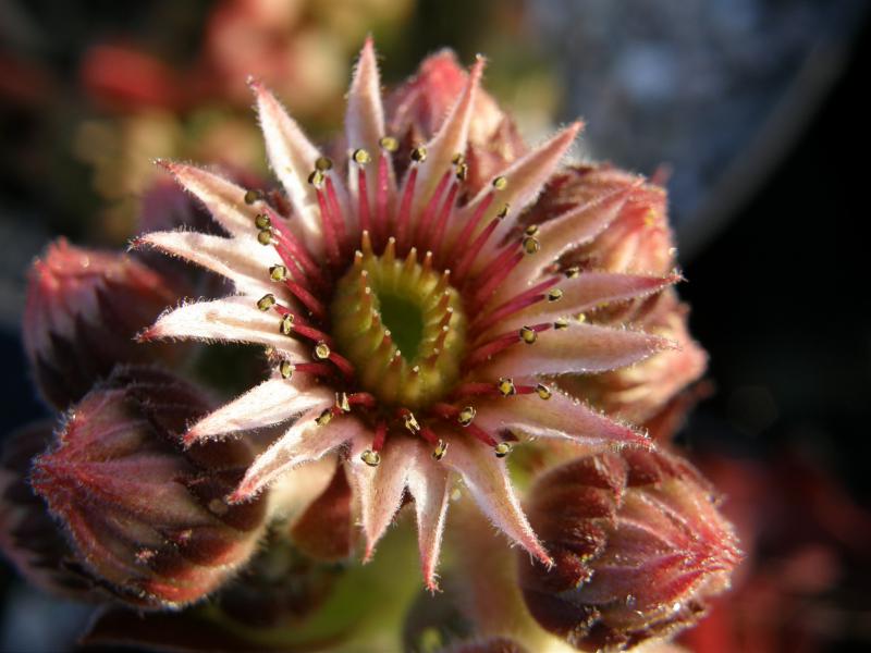 Mauna Loa
