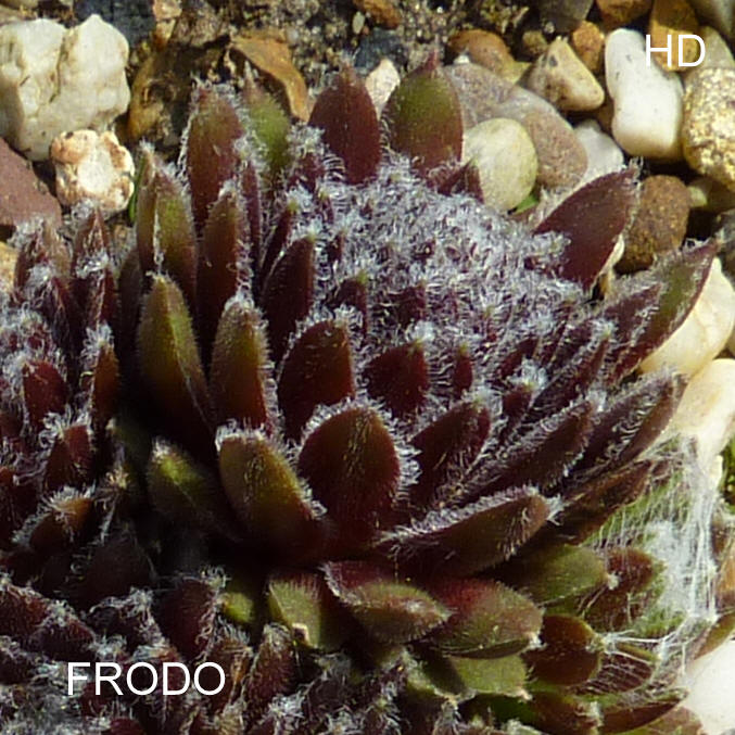 Frodo