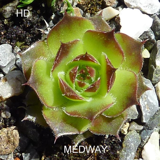 Medway / Jovi