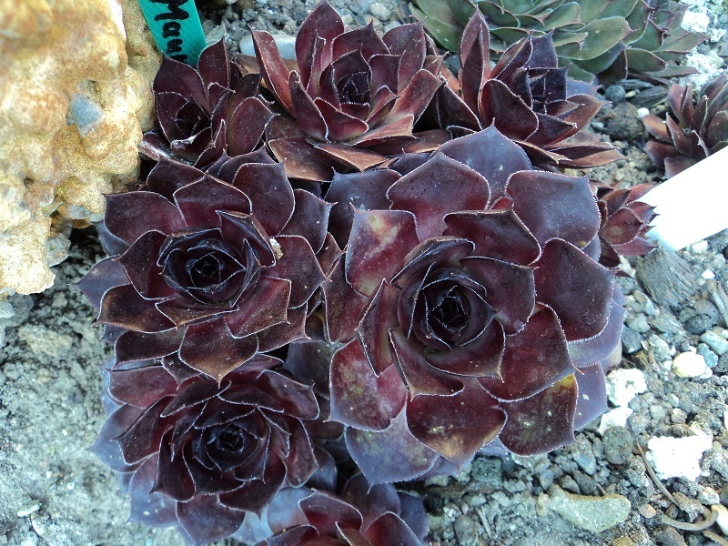 Mauna Loa