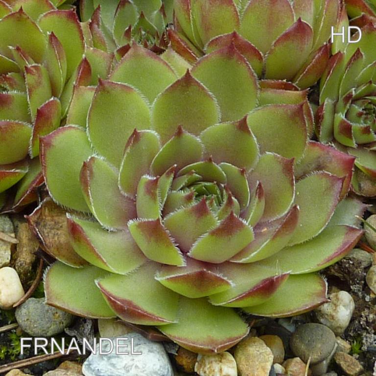 Fernandel