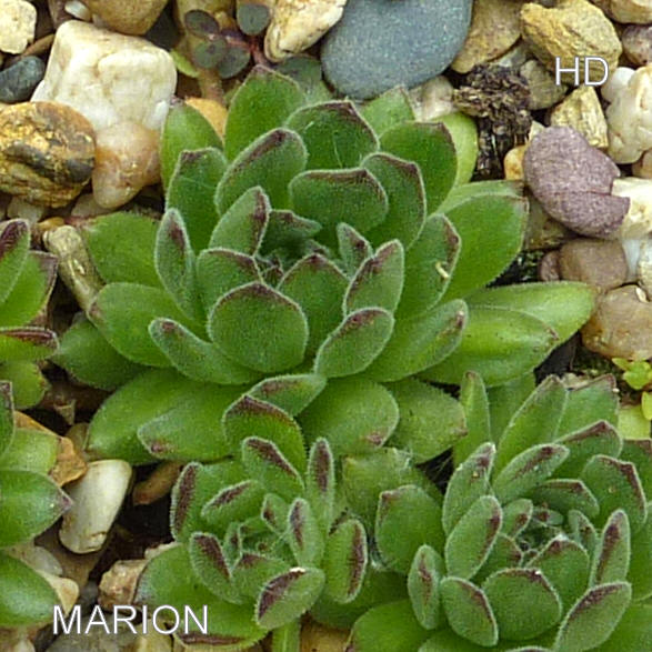 Marion