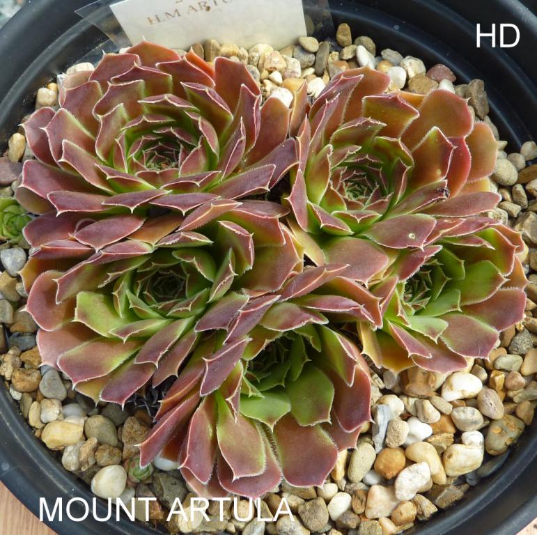 Mount Artula / Jovi