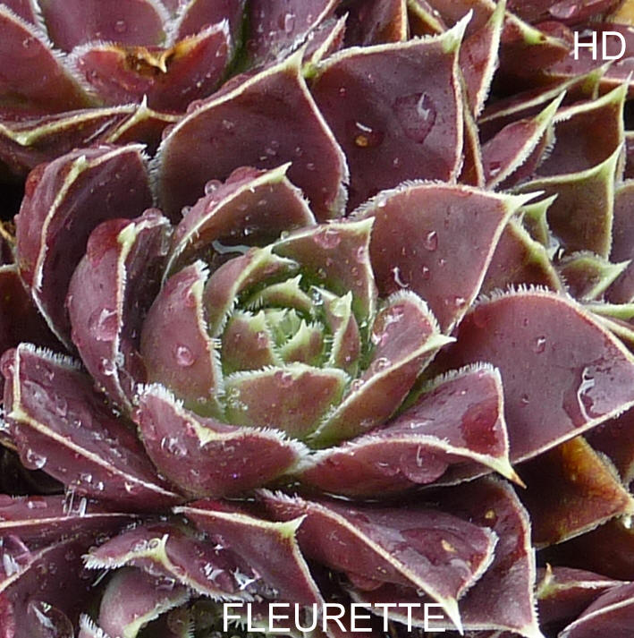 Fleurette / Jovi