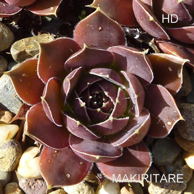 Makiritare / Jovi