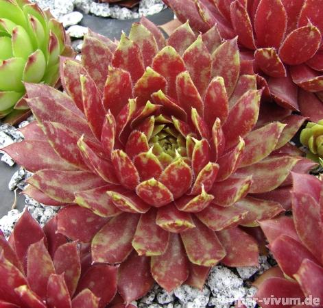 Feu de Printemps