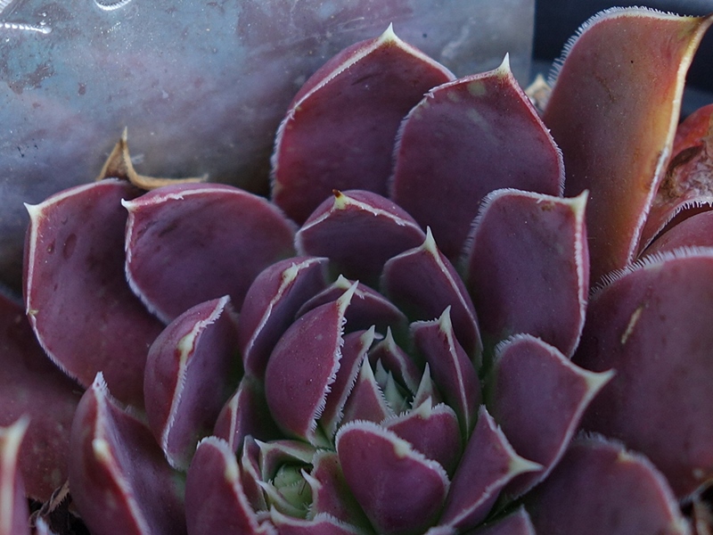 Fleurette / Jovi
