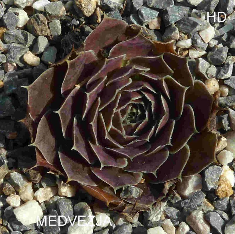 Medvezja / Jovi