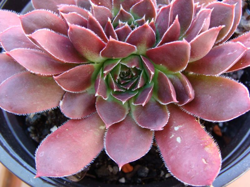Cunchita / Jovi
