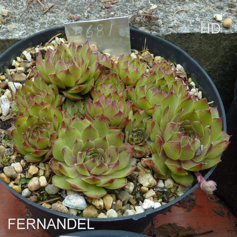 Fernandel
