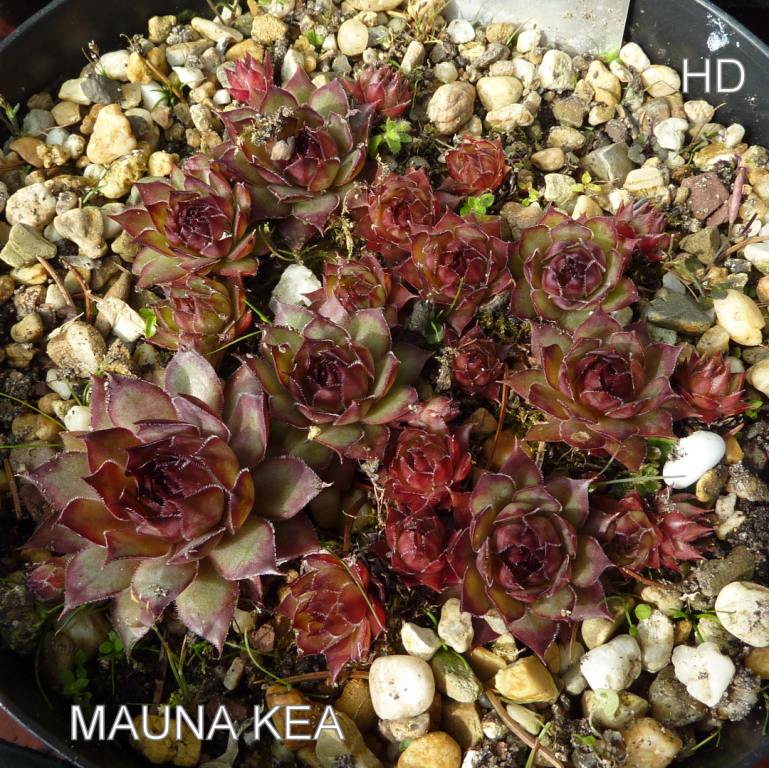 Mauna Kea