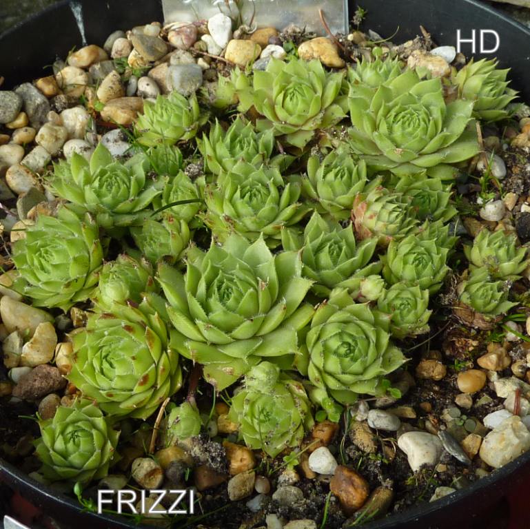 Frizzi