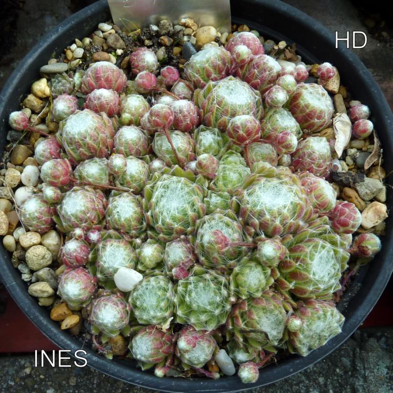 Ines