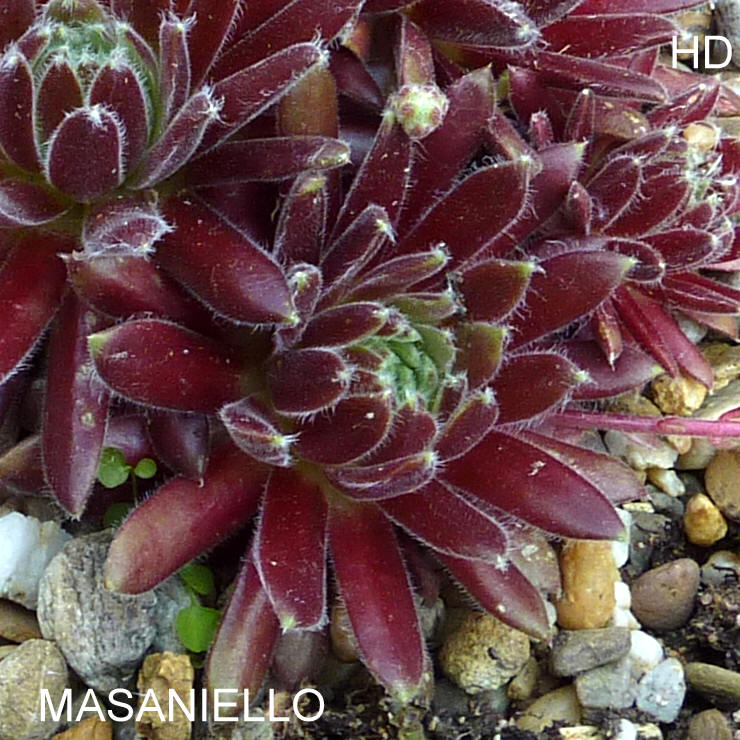 Masaniello