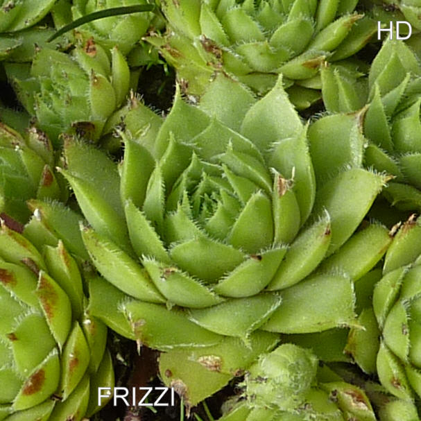Frizzi