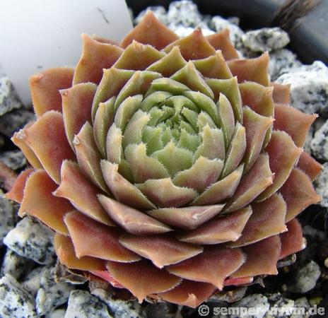 Ineke