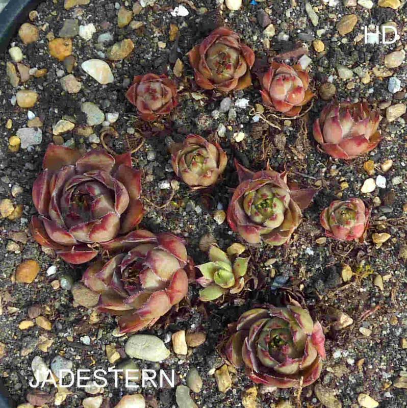 Jadestern