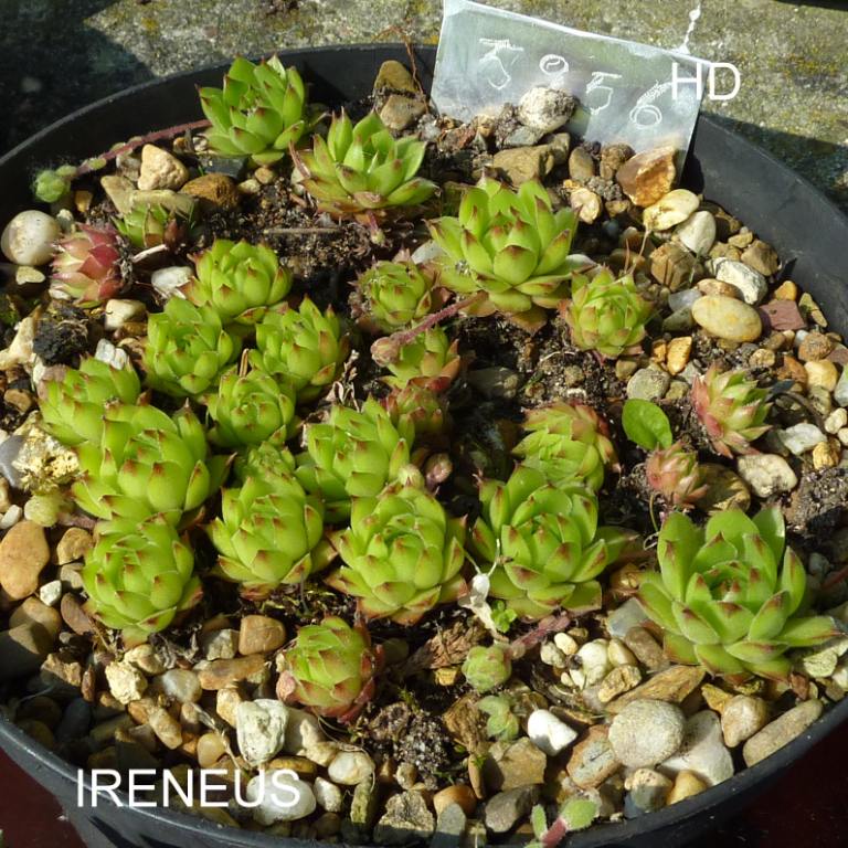 Ireneus