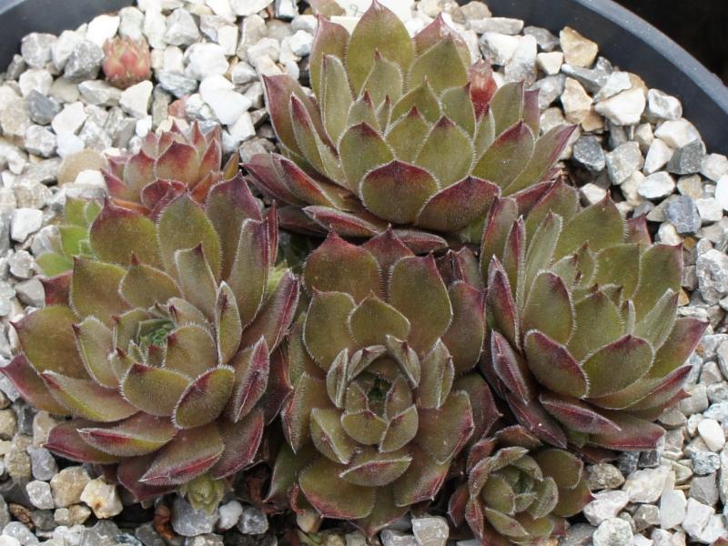 Fränzi
