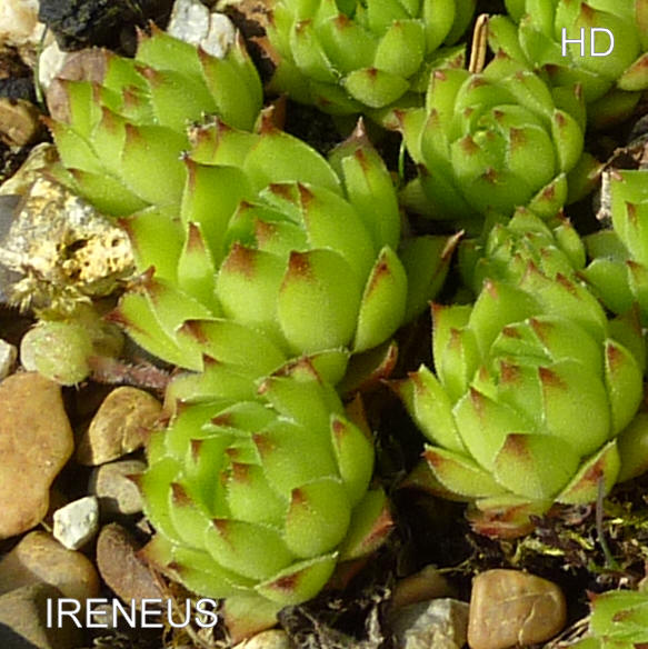 Ireneus