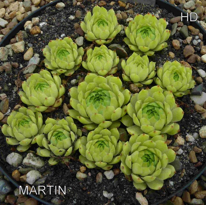 Martin