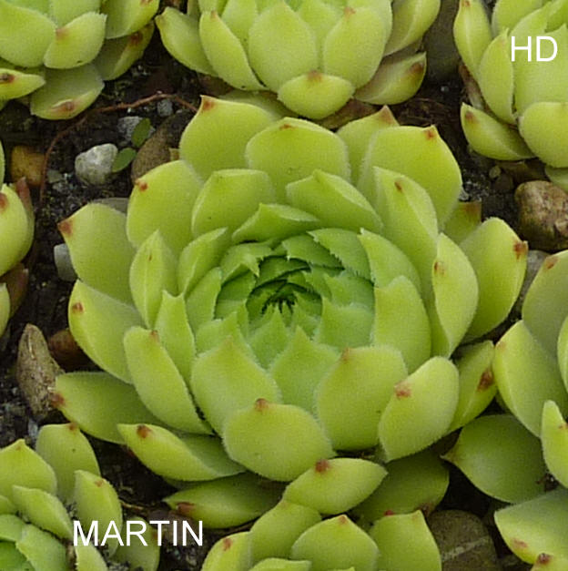 Martin