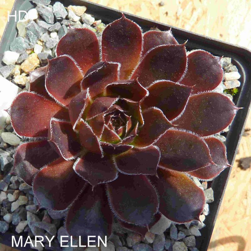 Mary-Ellen / Jovi