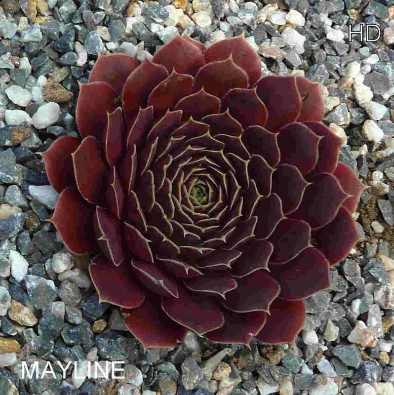 Mayline / Jovi